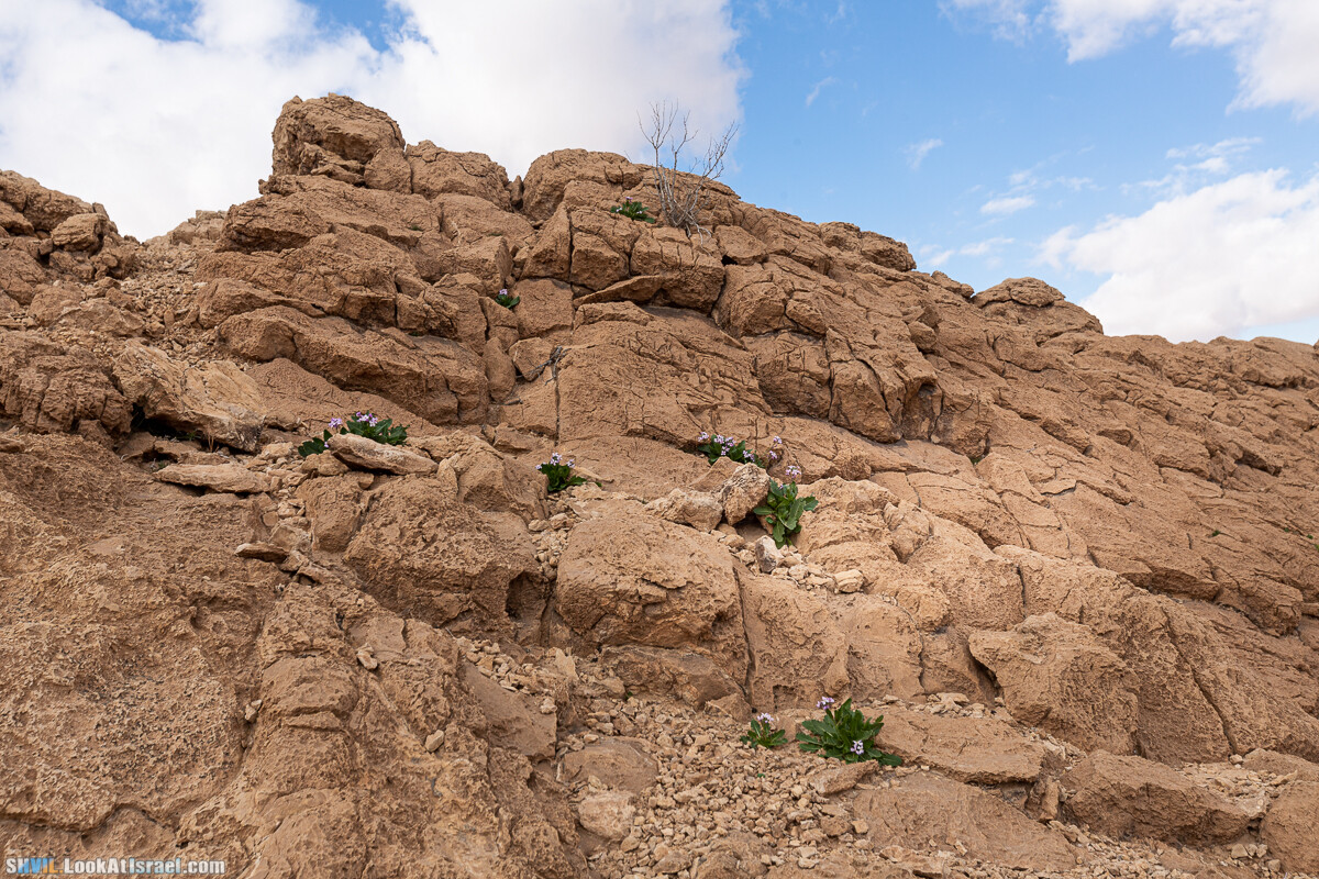 Израильская тропа, участок 32 Гора Карболет | Israel National Trail 32 Mt Karbolet | שביל ישראל, קטע 32- הר כרבולת | shvil.LookAtIsrael.com - Фото путешествия по Израилю