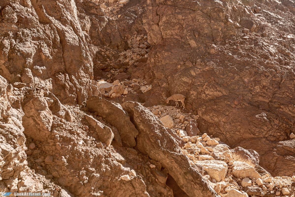 Израильская тропа, участок 46 Гора Йоаш - Вади Гешрон - Эйлат | Israel National Trail - Yoash Mt - Eilat | שביל ישראל, קטע 46 - הר יואש - אילת | shvil.LookAtIsrael.com - Фото путешествия по Израилю
