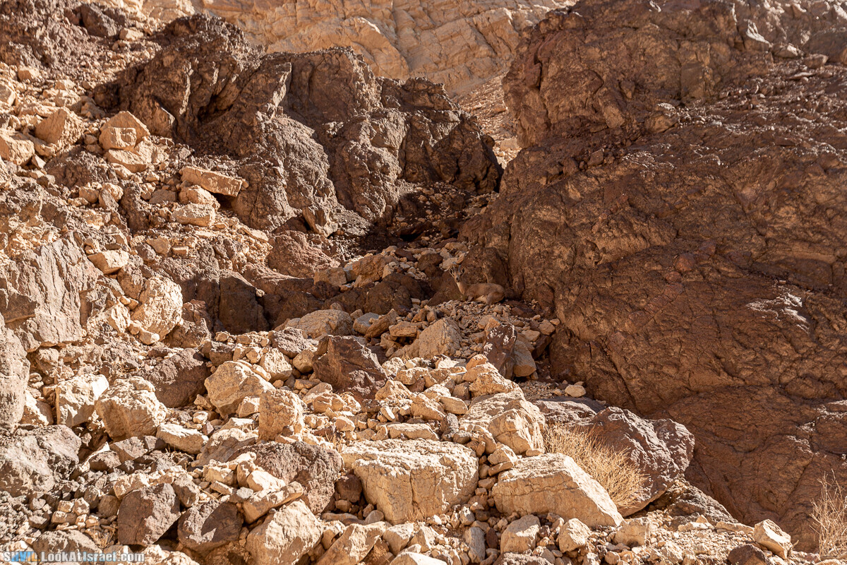 Израильская тропа, участок 46 Гора Йоаш - Вади Гешрон - Эйлат | Israel National Trail - Yoash Mt - Eilat | שביל ישראל, קטע 46 - הר יואש - אילת | shvil.LookAtIsrael.com - Фото путешествия по Израилю
