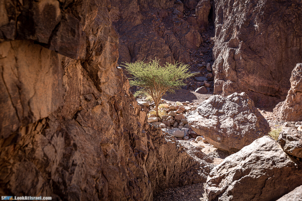 Израильская тропа, участок 46 Гора Йоаш - Вади Гешрон - Эйлат | Israel National Trail - Yoash Mt - Eilat | שביל ישראל, קטע 46 - הר יואש - אילת | shvil.LookAtIsrael.com - Фото путешествия по Израилю