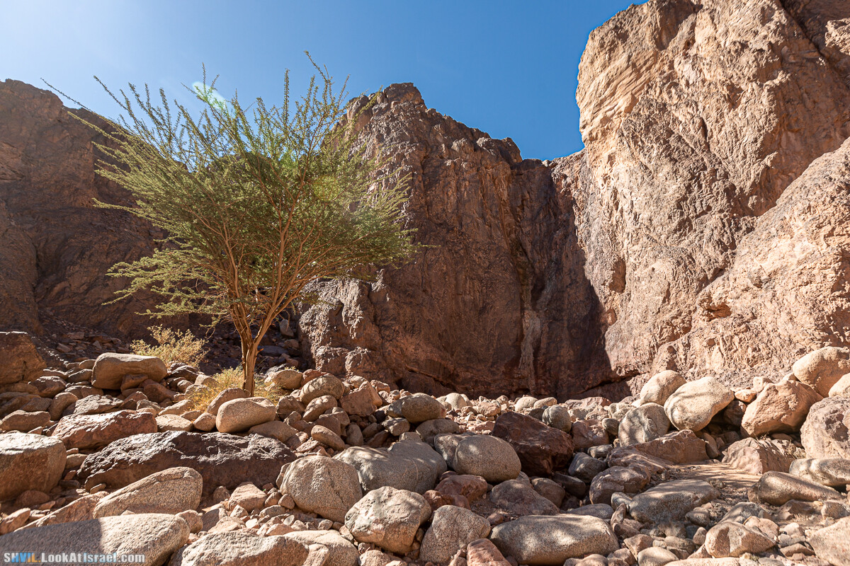 Израильская тропа, участок 46 Гора Йоаш - Вади Гешрон - Эйлат | Israel National Trail - Yoash Mt - Eilat | שביל ישראל, קטע 46 - הר יואש - אילת | shvil.LookAtIsrael.com - Фото путешествия по Израилю