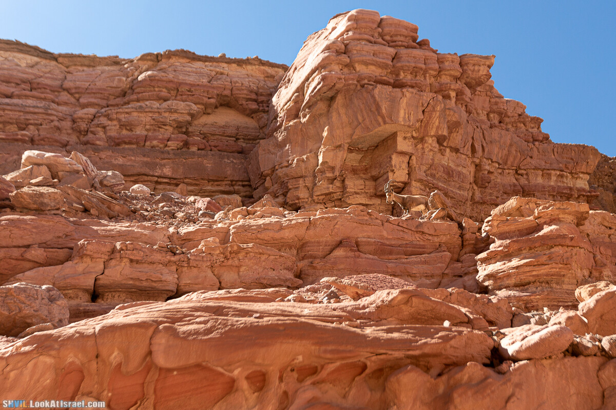 Израильская тропа, участок 46 Гора Йоаш - Вади Гешрон - Эйлат | Israel National Trail - Yoash Mt - Eilat | שביל ישראל, קטע 46 - הר יואש - אילת | shvil.LookAtIsrael.com - Фото путешествия по Израилю
