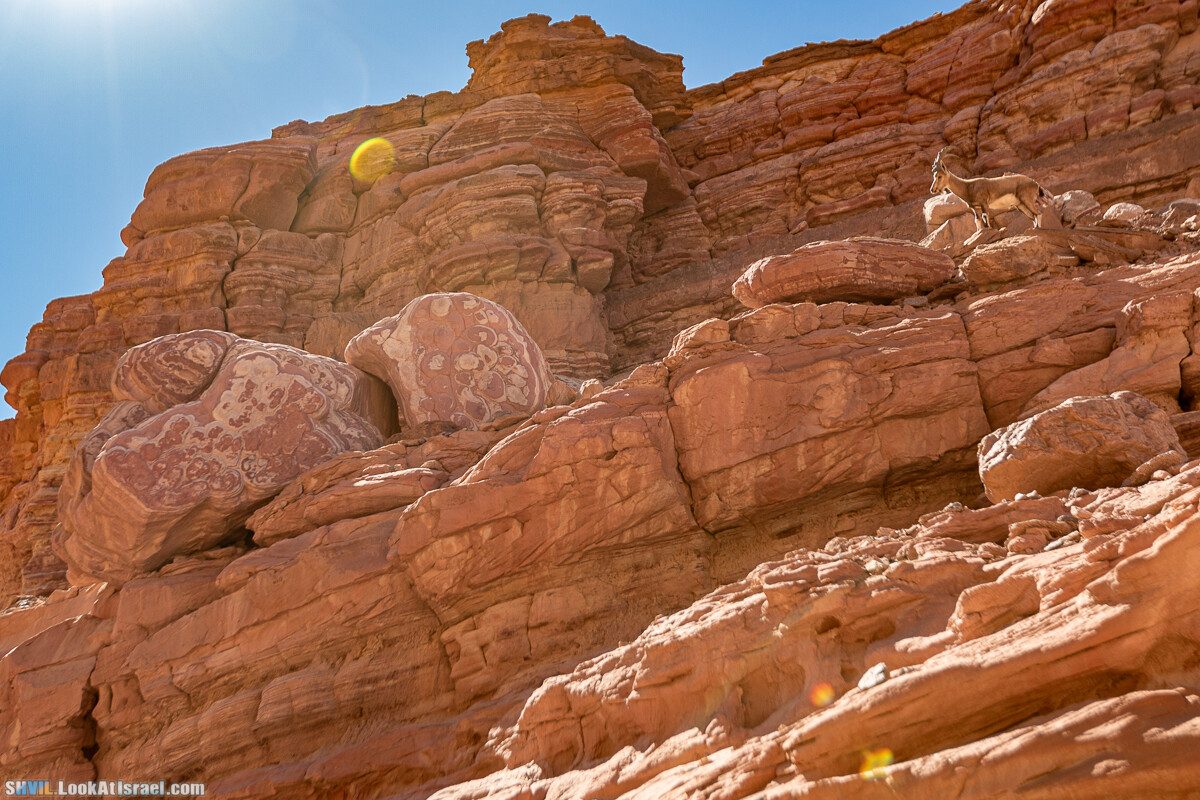 Израильская тропа, участок 46 Гора Йоаш - Вади Гешрон - Эйлат | Israel National Trail - Yoash Mt - Eilat | שביל ישראל, קטע 46 - הר יואש - אילת | shvil.LookAtIsrael.com - Фото путешествия по Израилю