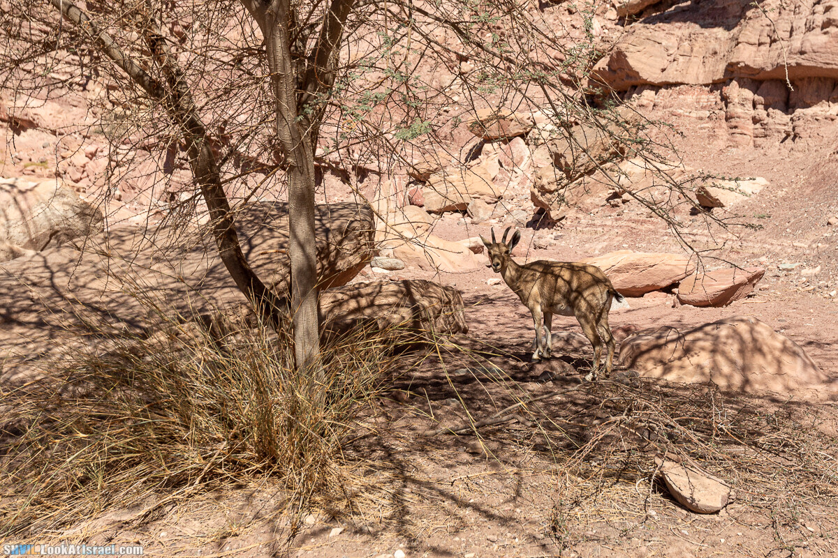 Израильская тропа, участок 46 Гора Йоаш - Вади Гешрон - Эйлат | Israel National Trail - Yoash Mt - Eilat | שביל ישראל, קטע 46 - הר יואש - אילת | shvil.LookAtIsrael.com - Фото путешествия по Израилю