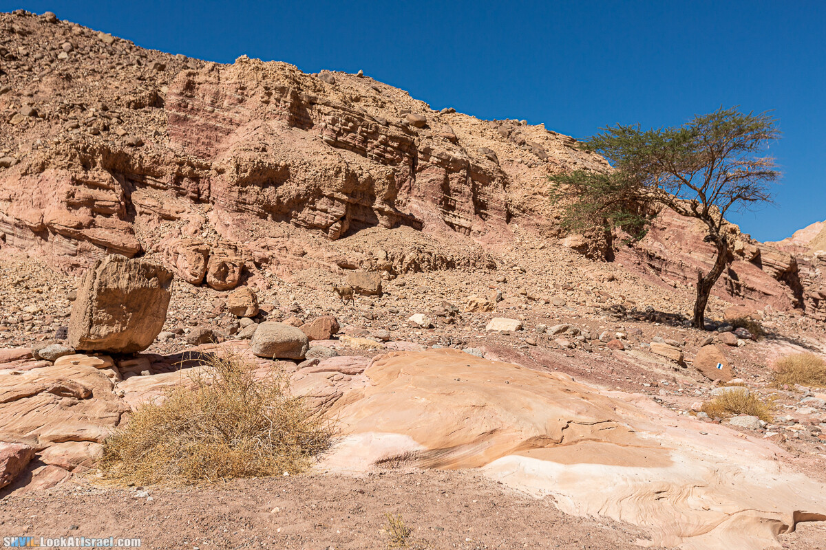 Израильская тропа, участок 46 Гора Йоаш - Вади Гешрон - Эйлат | Israel National Trail - Yoash Mt - Eilat | שביל ישראל, קטע 46 - הר יואש - אילת | shvil.LookAtIsrael.com - Фото путешествия по Израилю