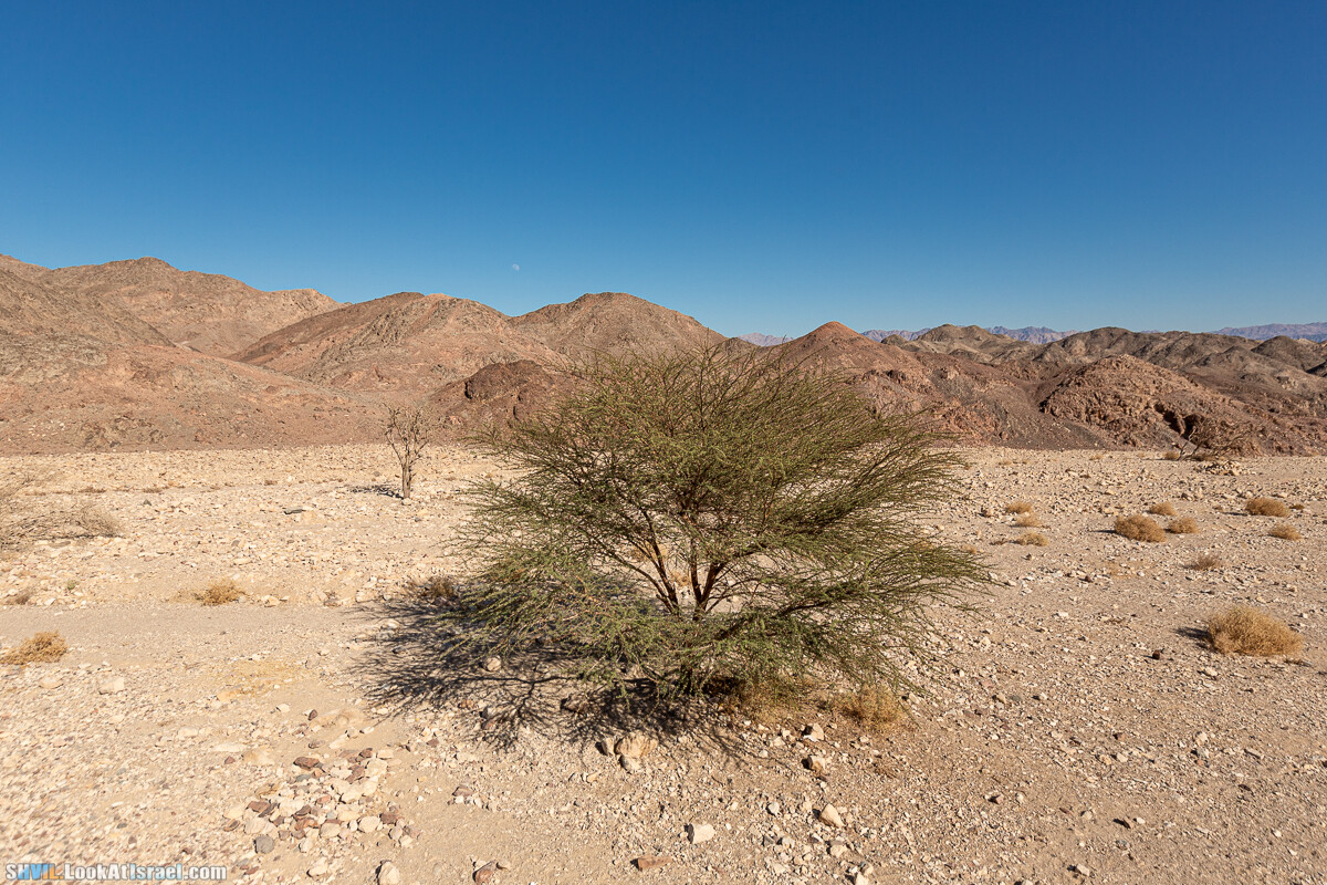 Израильская тропа, участок 46 Гора Йоаш - Вади Гешрон - Эйлат | Israel National Trail - Yoash Mt - Eilat | שביל ישראל, קטע 46 - הר יואש - אילת | shvil.LookAtIsrael.com - Фото путешествия по Израилю