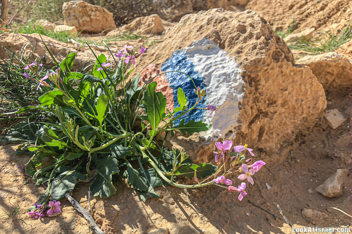 Израильская тропа| Israel National Trail | שביל ישראל | shvil.LookAtIsrael.com - Фото путешествия по Израилю