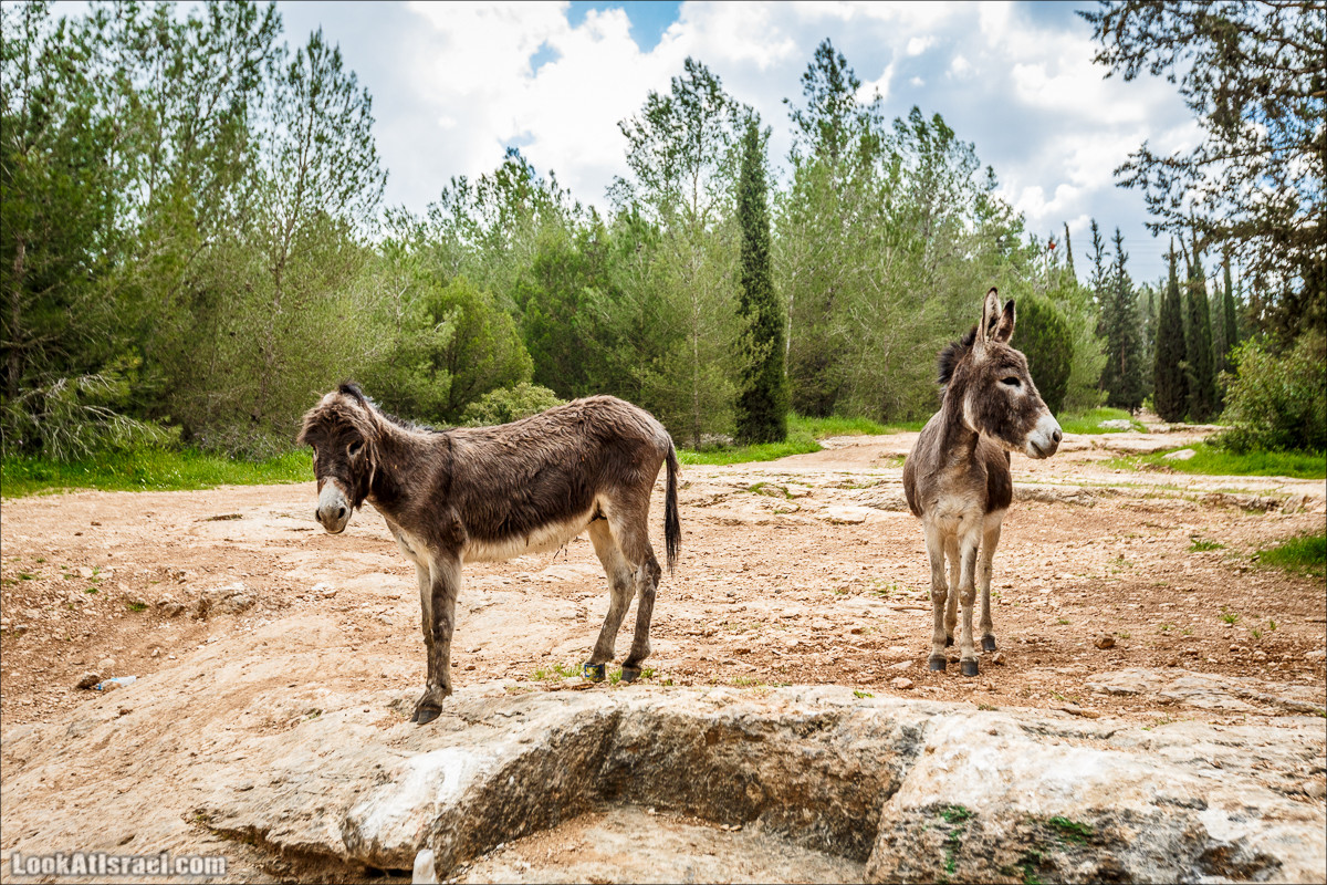 Курс вождения по бездорожью | LookAtIsrael.com - Фото путешествия по Израилю