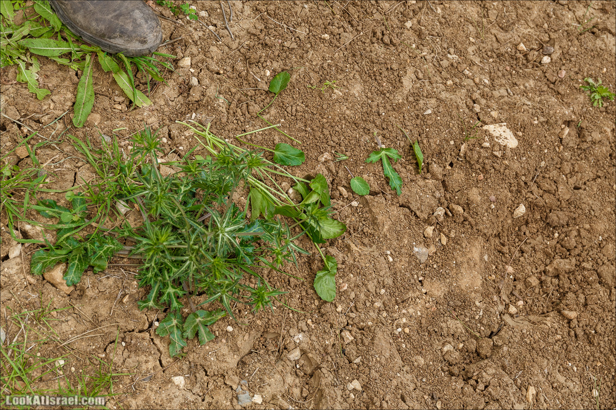 Курс 4x4 - полевая кухня для тех, кто любит путешествовать | LookAtIsrael.com - Фото путешествия по Израилю