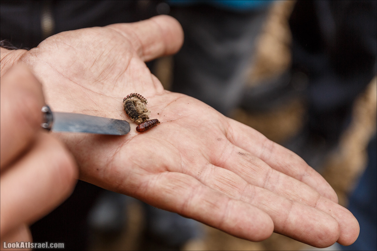 Курс 4x4 - полевая кухня для тех, кто любит путешествовать | LookAtIsrael.com - Фото путешествия по Израилю