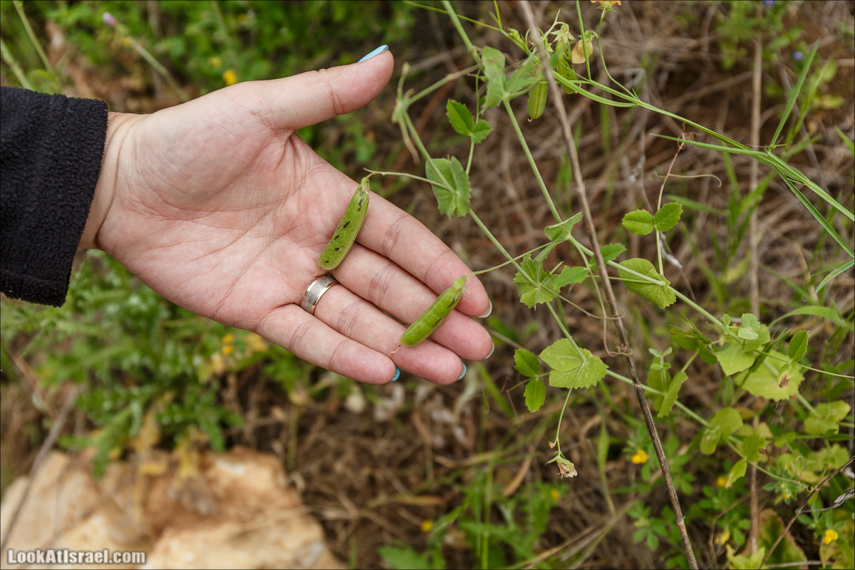 Курс 4x4 - полевая кухня для тех, кто любит путешествовать | LookAtIsrael.com - Фото путешествия по Израилю