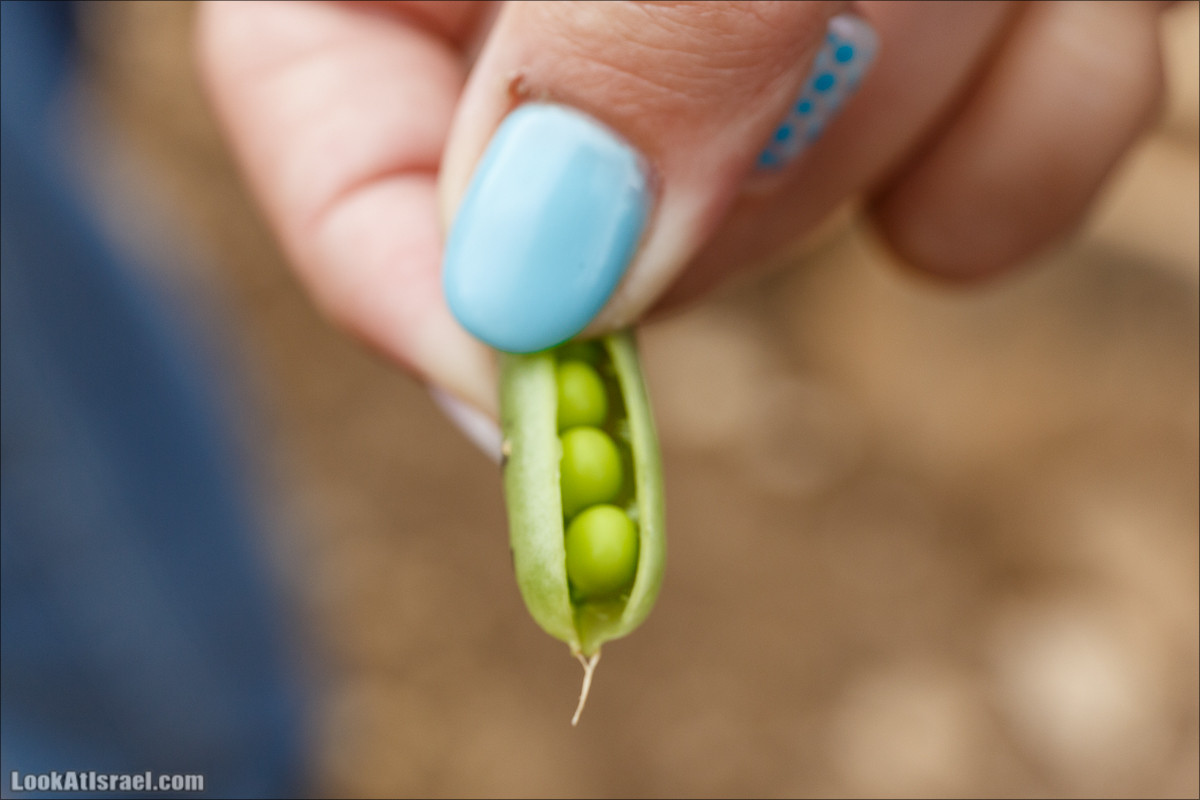 Курс 4x4 - полевая кухня для тех, кто любит путешествовать | LookAtIsrael.com - Фото путешествия по Израилю