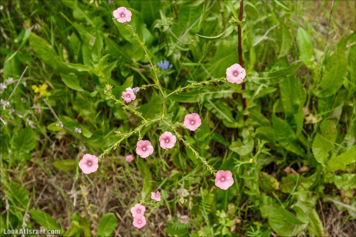 Курс 4x4 - полевая кухня для тех, кто любит путешествовать | LookAtIsrael.com - Фото путешествия по Израилю