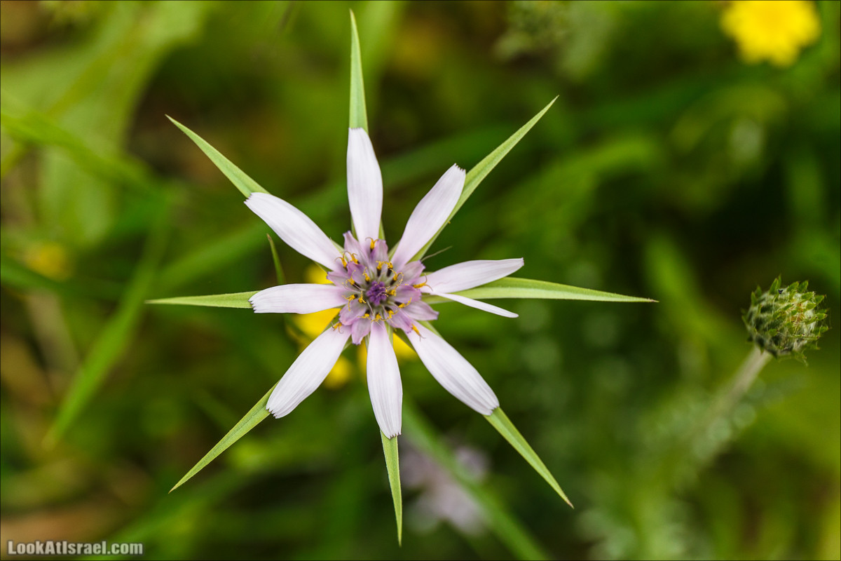 Курс 4x4 - полевая кухня для тех, кто любит путешествовать | LookAtIsrael.com - Фото путешествия по Израилю