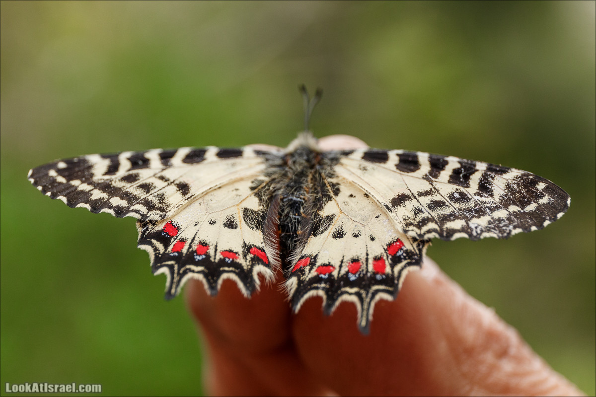 Курс 4x4 - полевая кухня для тех, кто любит путешествовать | LookAtIsrael.com - Фото путешествия по Израилю
