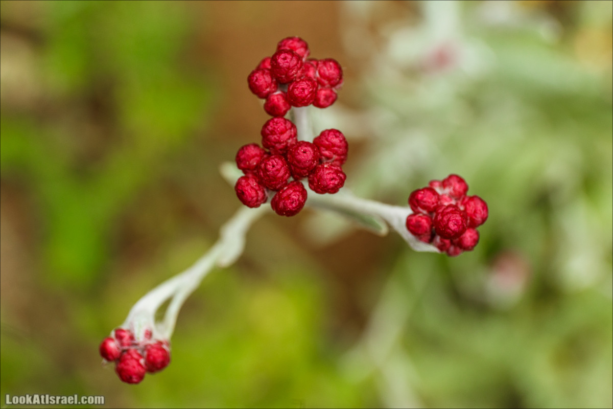 Курс 4x4 - полевая кухня для тех, кто любит путешествовать | LookAtIsrael.com - Фото путешествия по Израилю