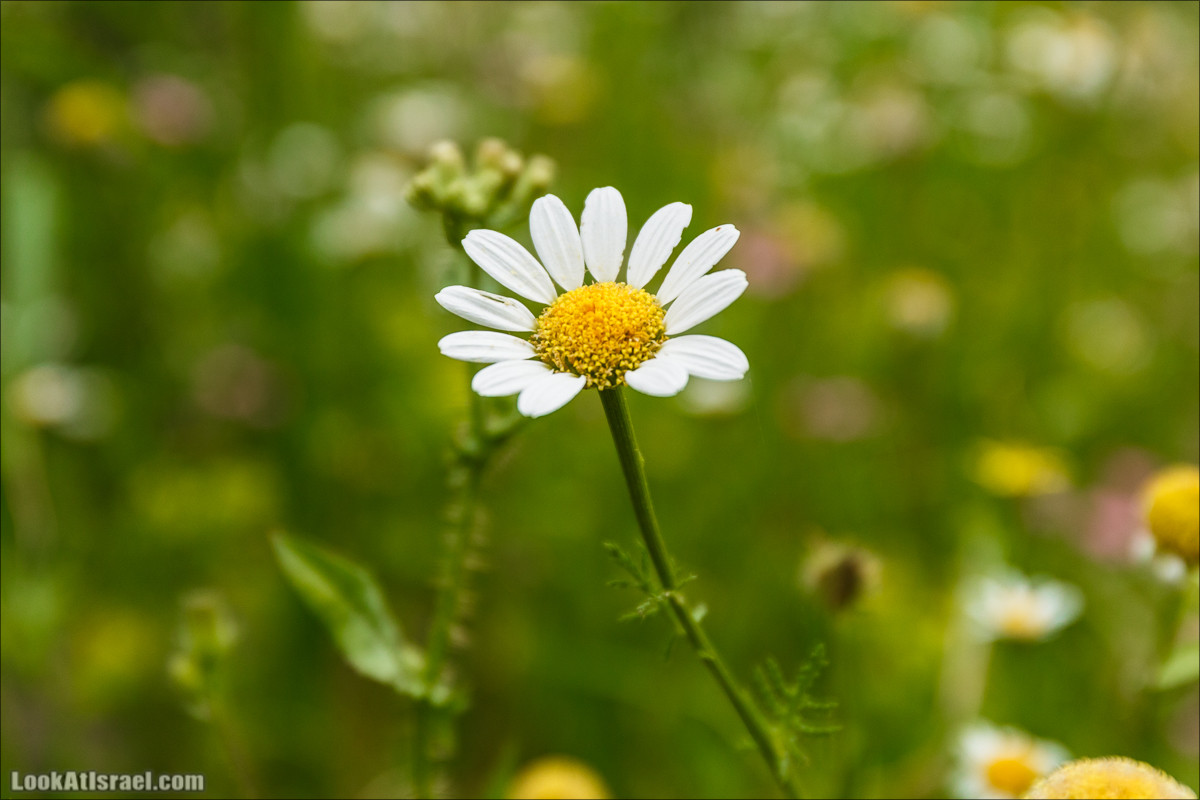 Курс 4x4 - полевая кухня для тех, кто любит путешествовать | LookAtIsrael.com - Фото путешествия по Израилю