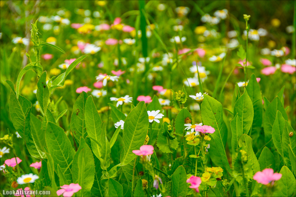 Курс 4x4 - полевая кухня для тех, кто любит путешествовать | LookAtIsrael.com - Фото путешествия по Израилю