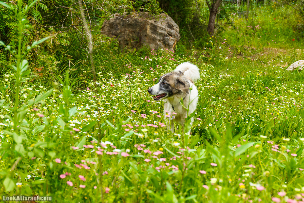 Курс 4x4 - полевая кухня для тех, кто любит путешествовать | LookAtIsrael.com - Фото путешествия по Израилю