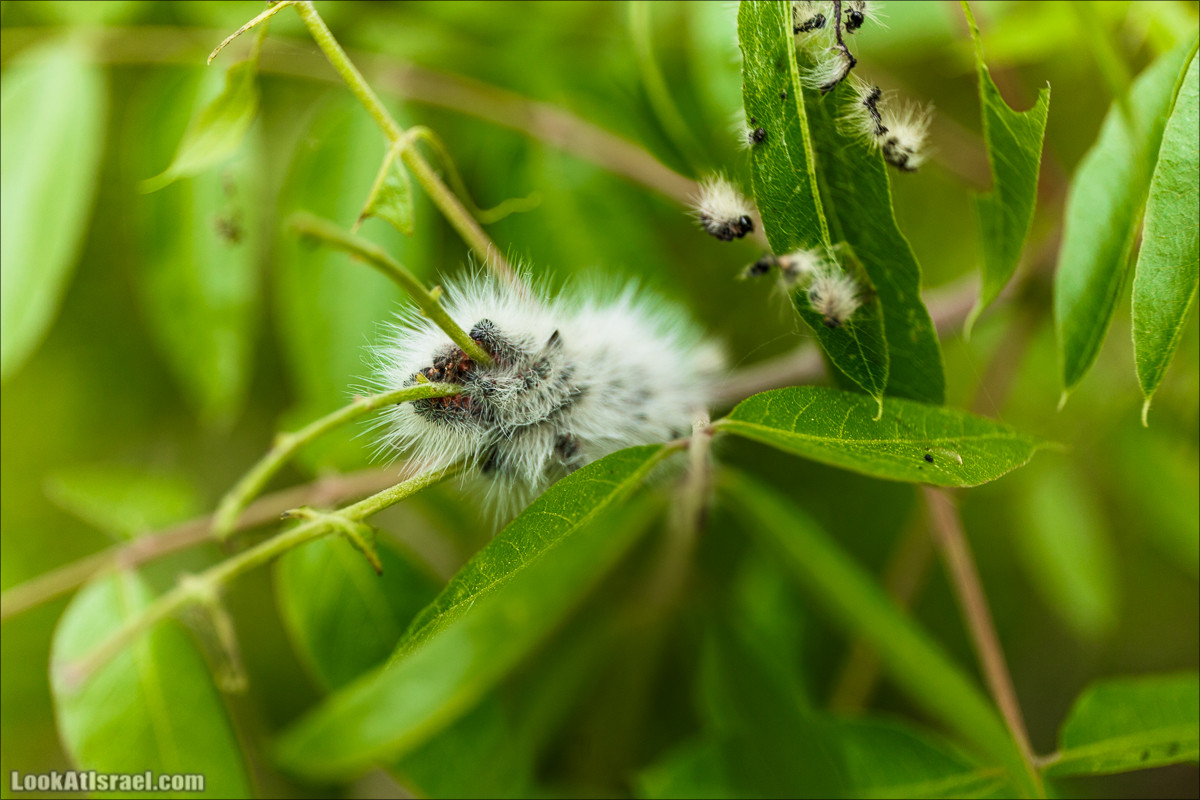 Курс 4x4 - полевая кухня для тех, кто любит путешествовать | LookAtIsrael.com - Фото путешествия по Израилю