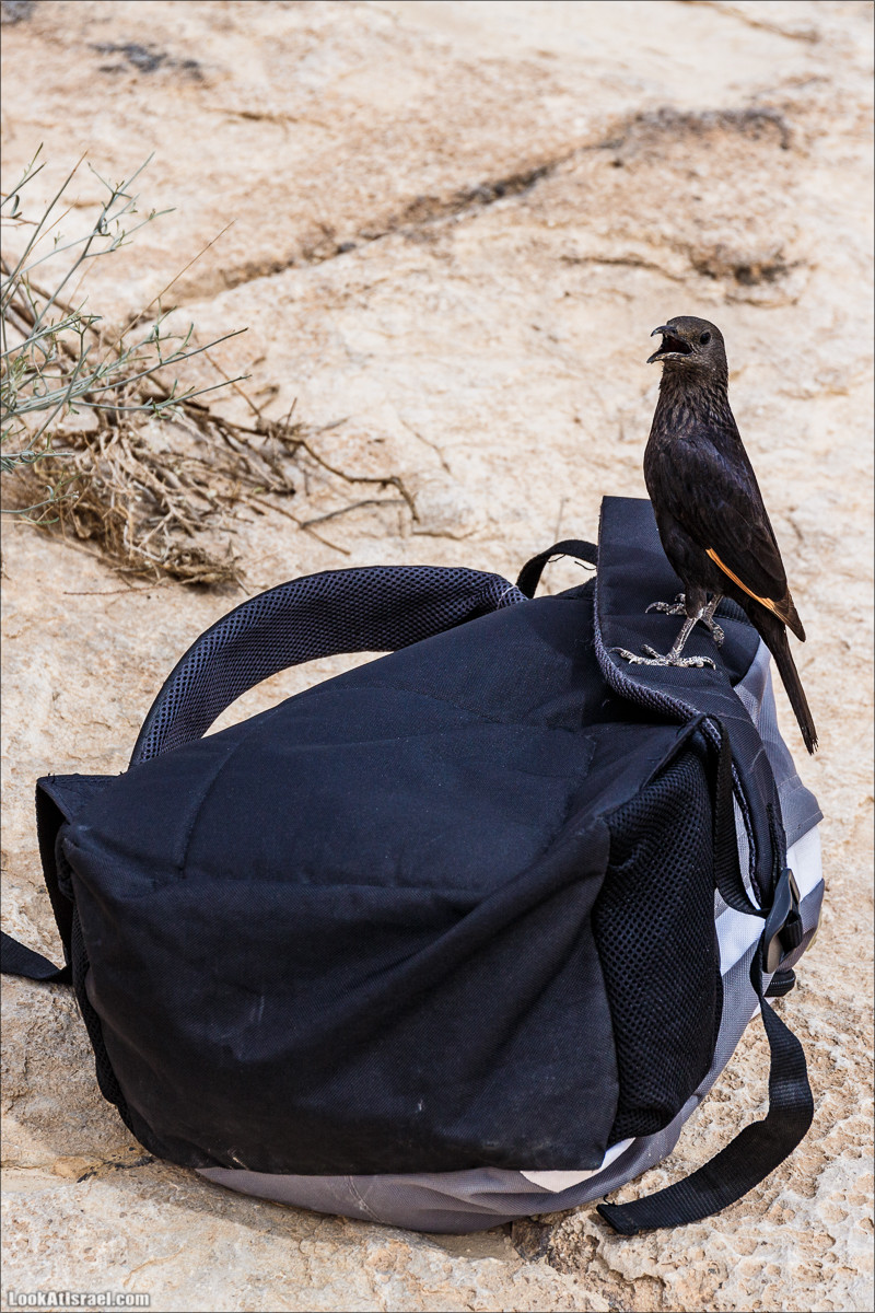 Курс вождения по бездорожью | Итоговый марафон - 2 дня в пустыне - Бескрайняя пустыня и гора Комот | LookAtIsrael.com - Фото путешествия по Израилю