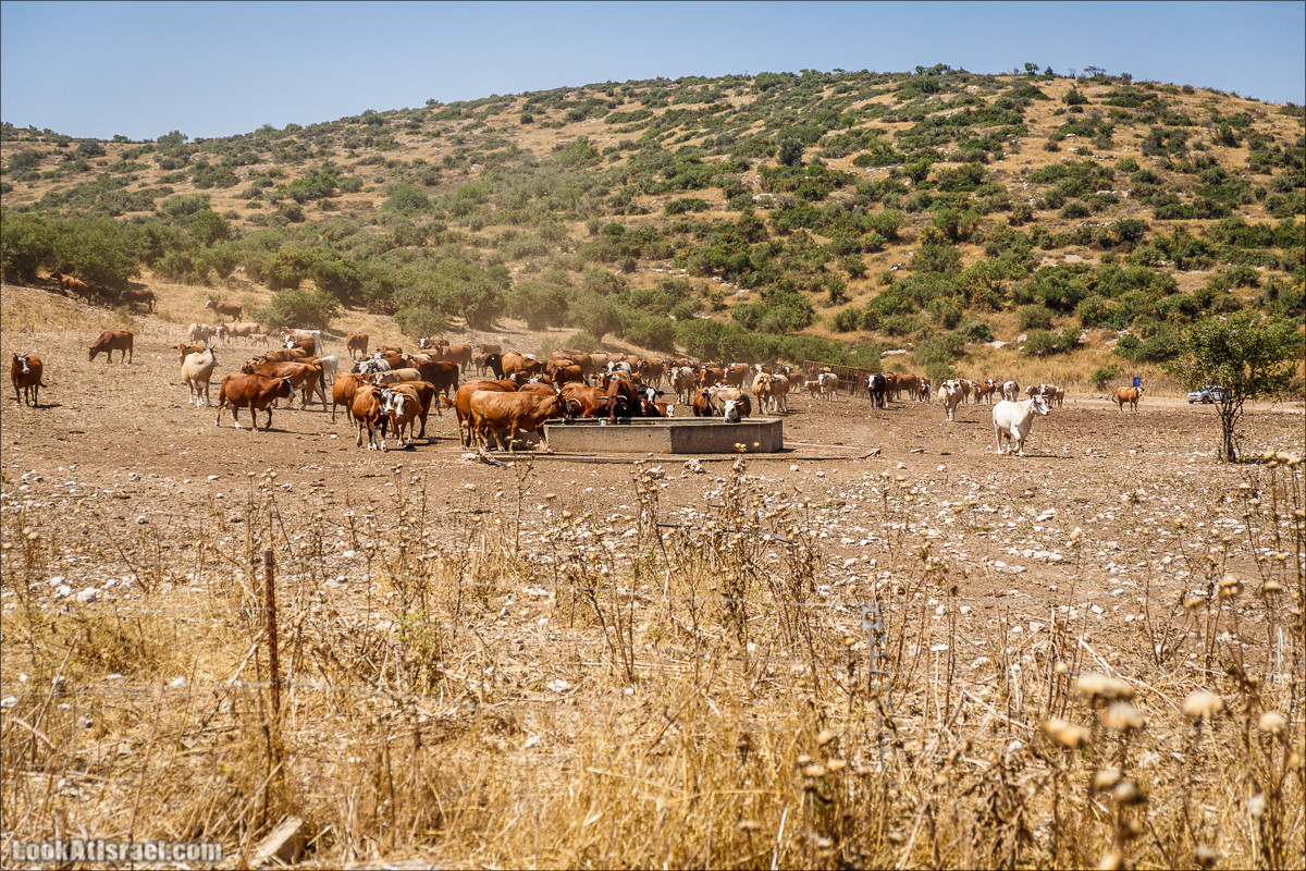 Курс вождения по бездорожью | Навигация и ориентирование на местности | LookAtIsrael.com - Фото путешествия по Израилю