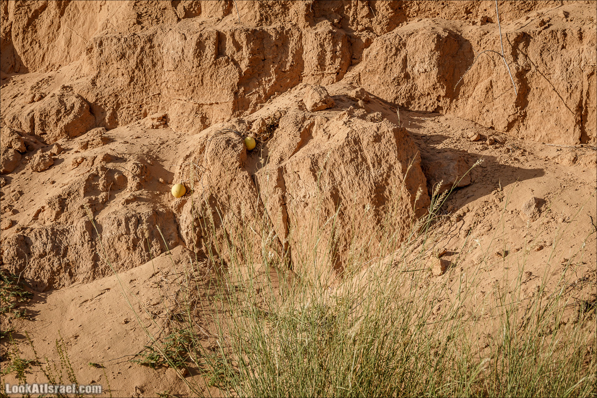 Курс вождения по бездорожью | Навигация и ориентирование на местности | LookAtIsrael.com - Фото путешествия по Израилю