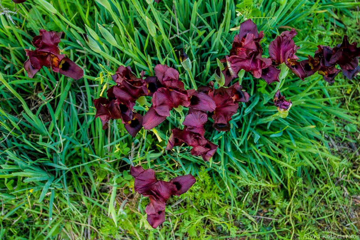 Ирис Аргаман (Iris atropurpurea)