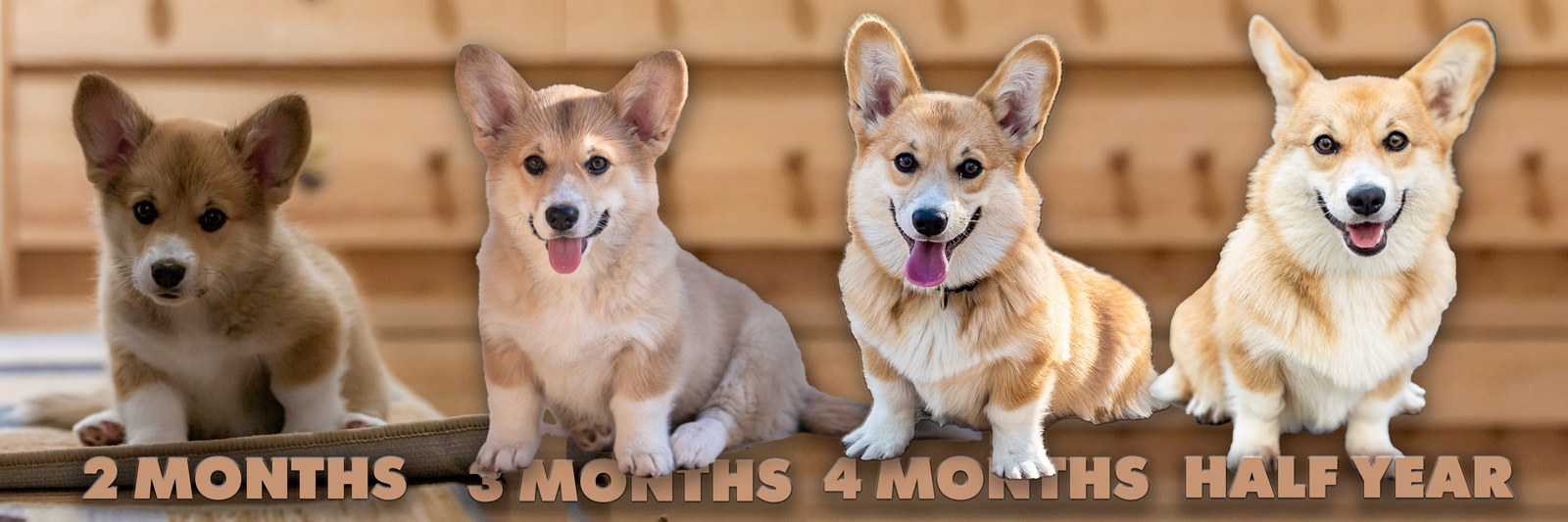 Корги Иви korgeevee eevee