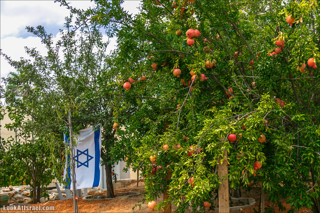Серия рассказов о городах Израиля «Точки над i» - Зихрон Яаков | Points over Israel - Zikhron Yakov | LookAtIsrael.com - Фото путешествия по Израилю