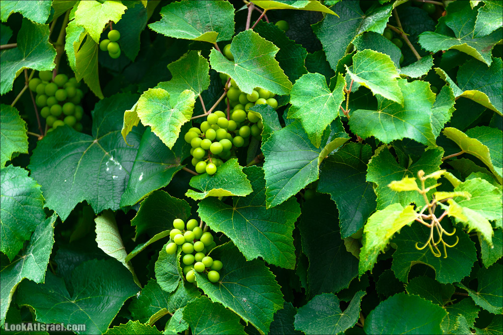 Серия рассказов о городах Израиля «Точки над i» - Зихрон Яаков | Points over Israel - Zikhron Yakov | LookAtIsrael.com - Фото путешествия по Израилю