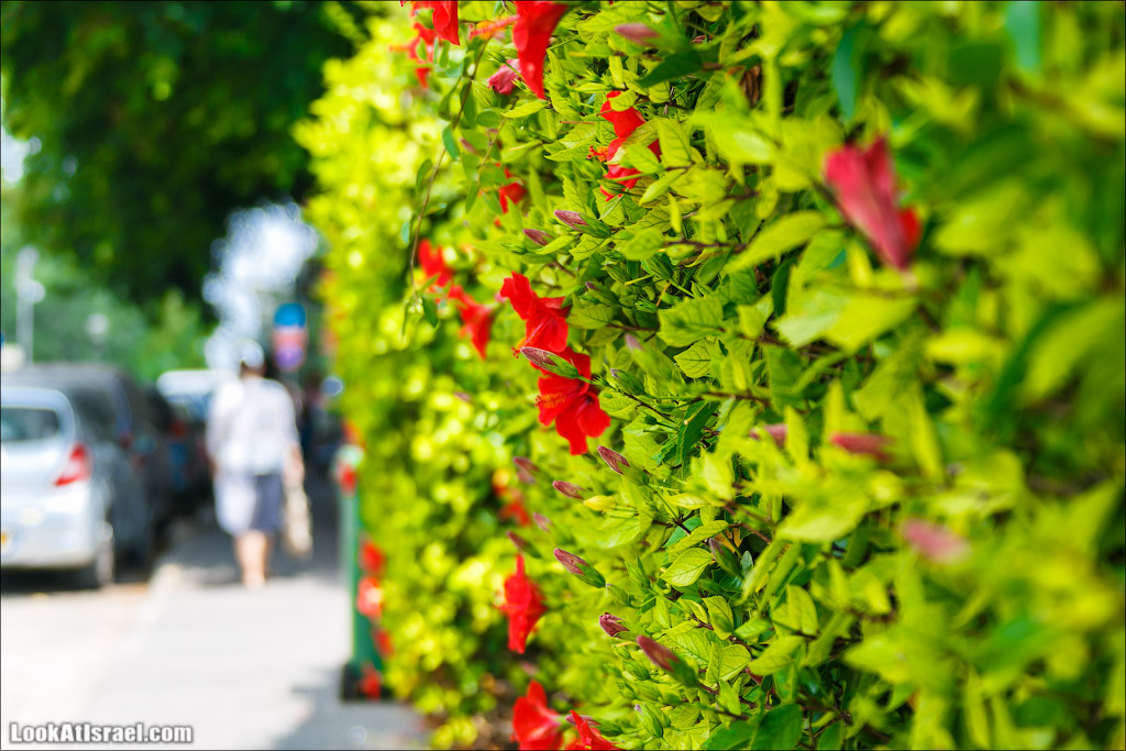 Серия рассказов о городах Израиля «Точки над i» - Зихрон Яаков | Points over Israel - Zikhron Yakov | LookAtIsrael.com - Фото путешествия по Израилю