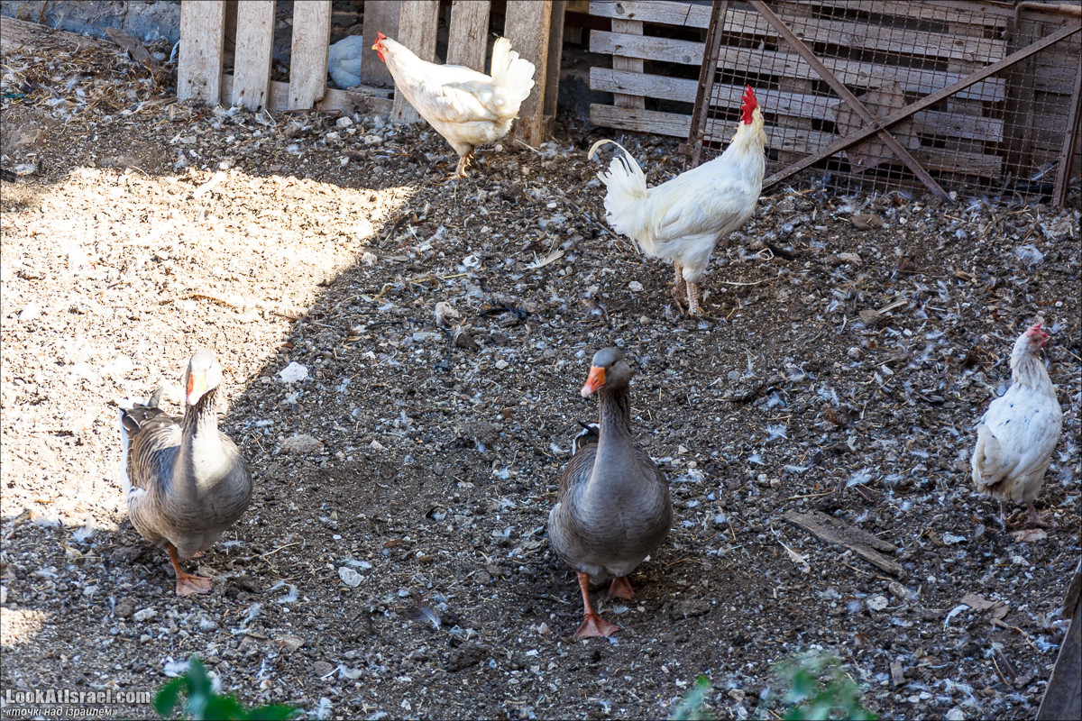 Серия рассказов о городах Израиля «Точки над i» - Зихрон Яаков | Points over Israel - Zikhron Yakov | LookAtIsrael.com - Фото путешествия по Израилю