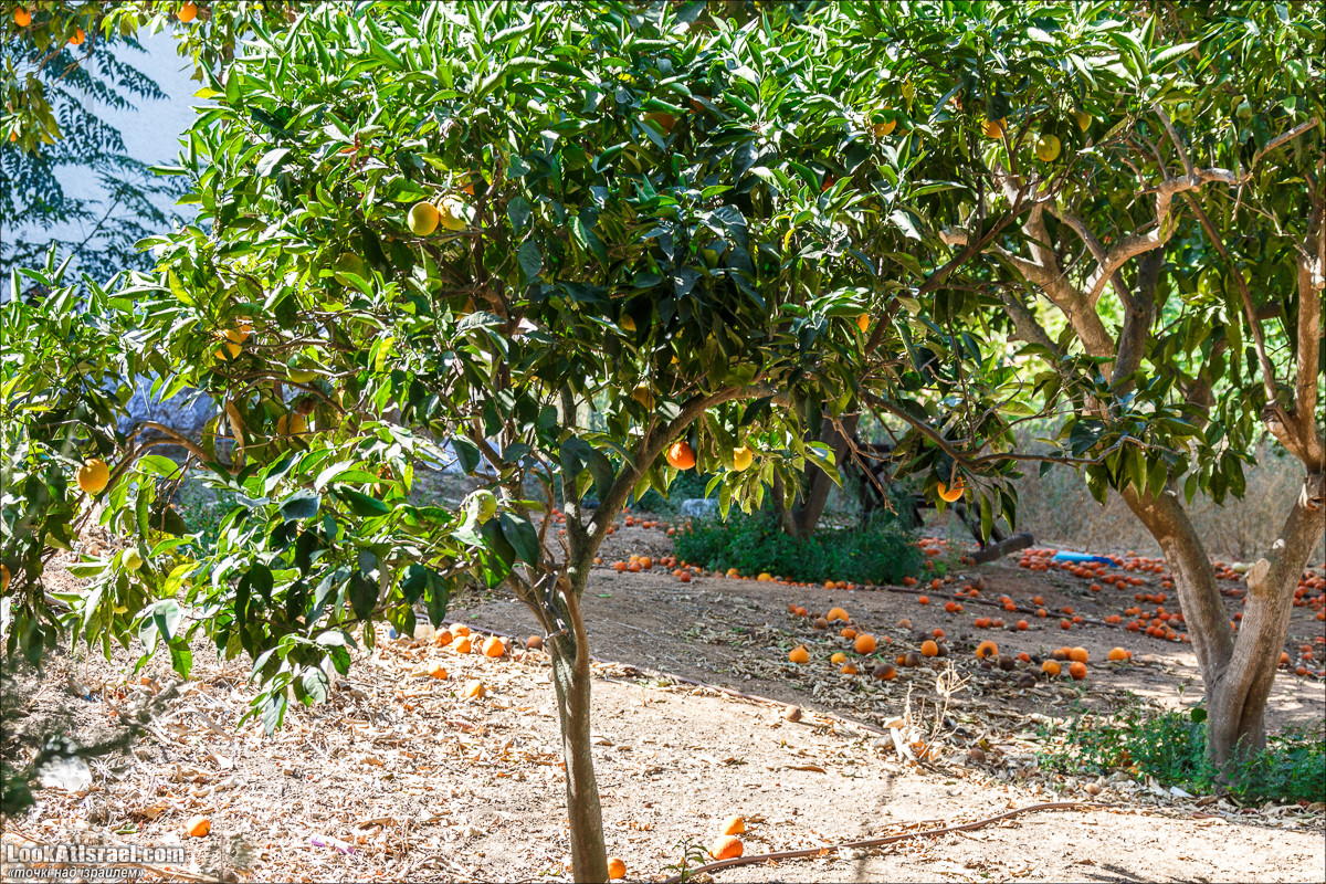 Серия рассказов о городах Израиля «Точки над i» - Зихрон Яаков | Points over Israel - Zikhron Yakov | LookAtIsrael.com - Фото путешествия по Израилю