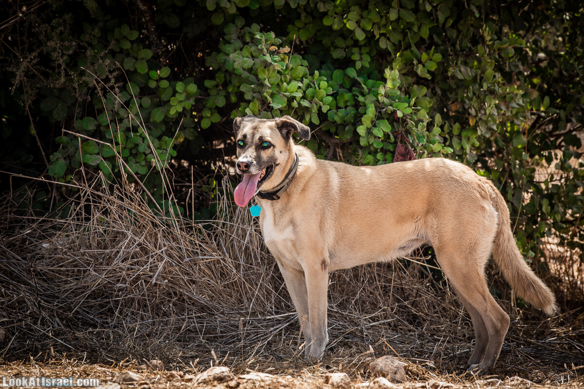 Собаки | LookAtIsrael.com - Фото путешествия по Израилю