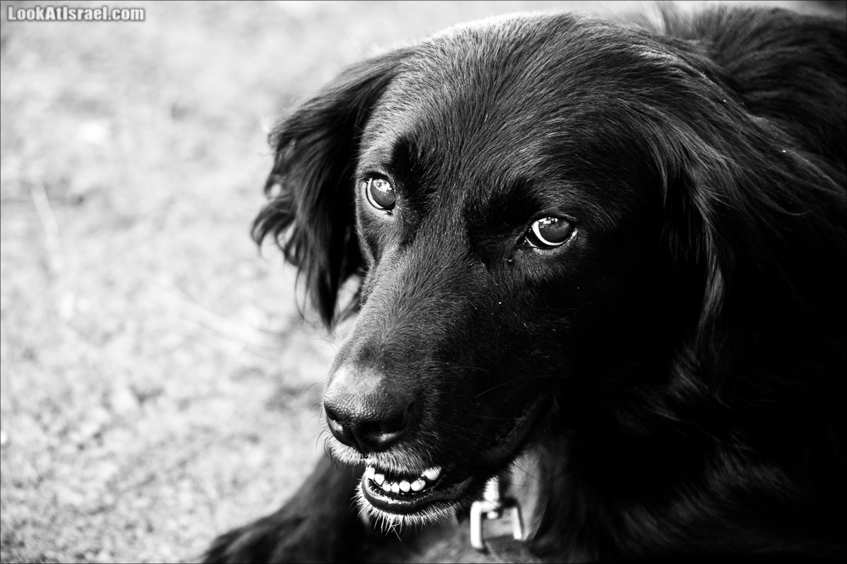 Собаки | LookAtIsrael.com - Фото путешествия по Израилю