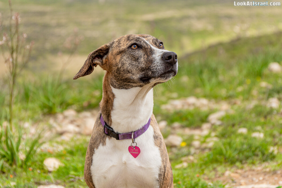 Собаки | LookAtIsrael.com - Фото путешествия по Израилю