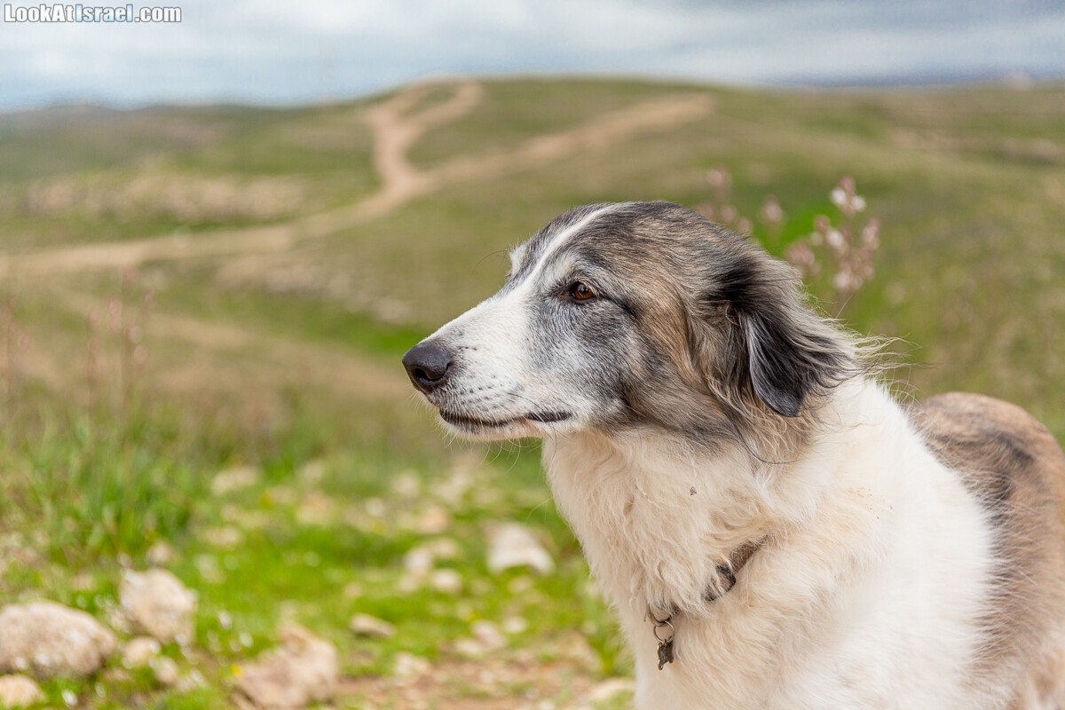 Собаки | LookAtIsrael.com - Фото путешествия по Израилю