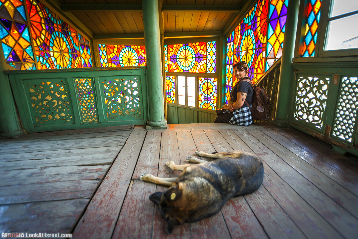 Собаки | LookAtIsrael.com - Фото путешествия по Израилю