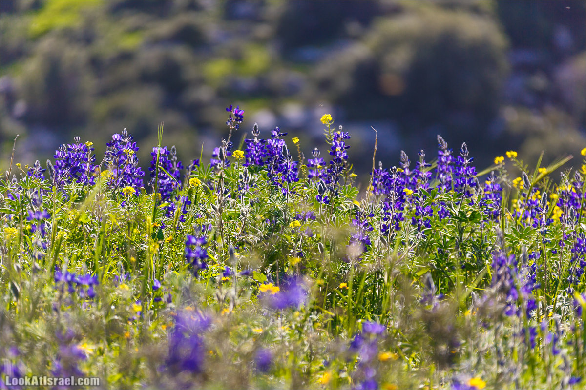 Цветы | LookAtIsrael.com - Фото путешествия по Израилю