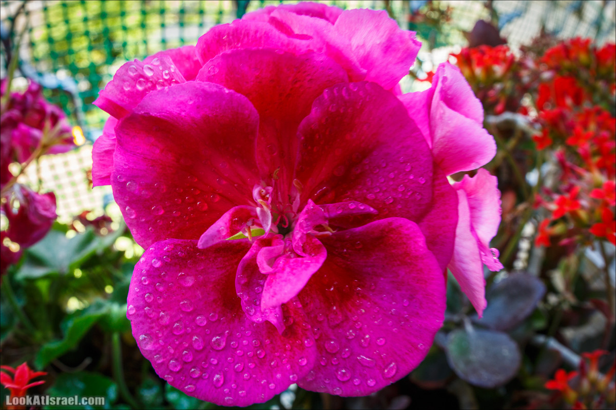 Цветы | LookAtIsrael.com - Фото путешествия по Израилю
