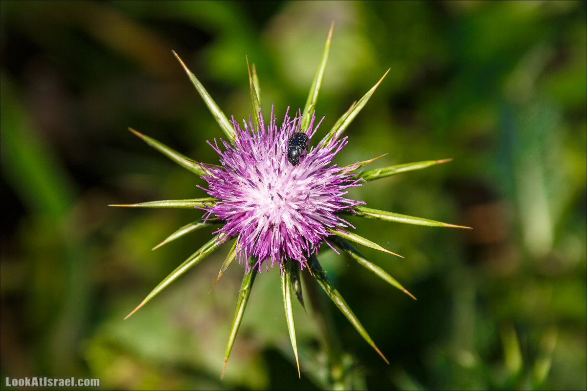 Цветы | LookAtIsrael.com - Фото путешествия по Израилю