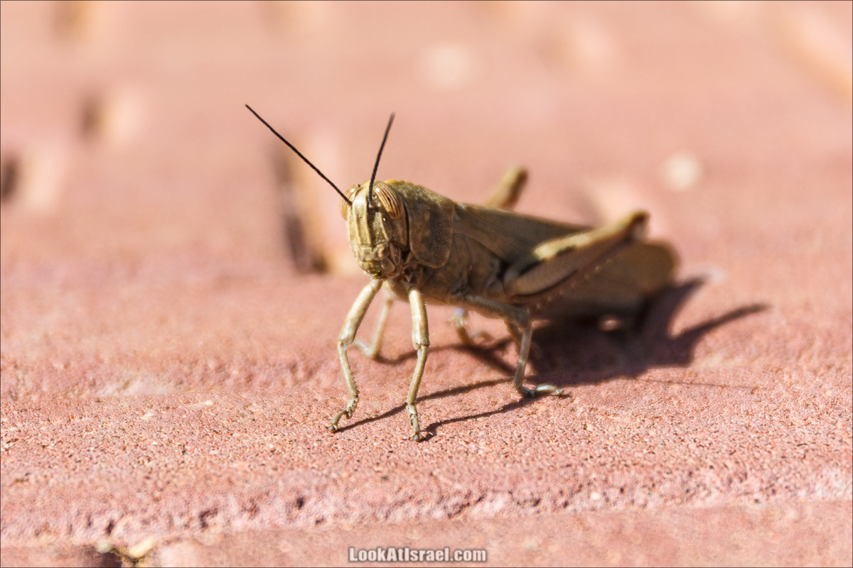 Цветы | LookAtIsrael.com - Фото путешествия по Израилю