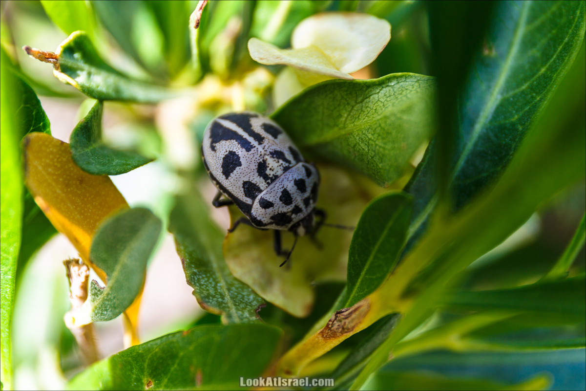 Цветы | LookAtIsrael.com - Фото путешествия по Израилю