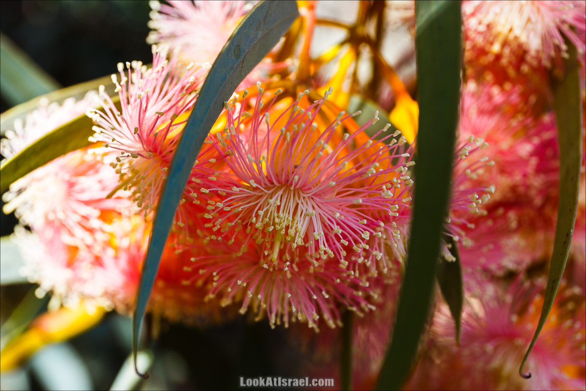 Цветы | LookAtIsrael.com - Фото путешествия по Израилю