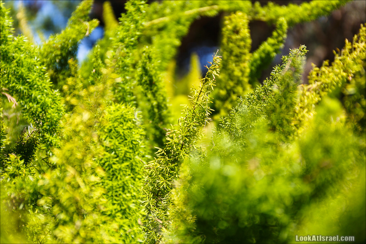 Цветы | LookAtIsrael.com - Фото путешествия по Израилю