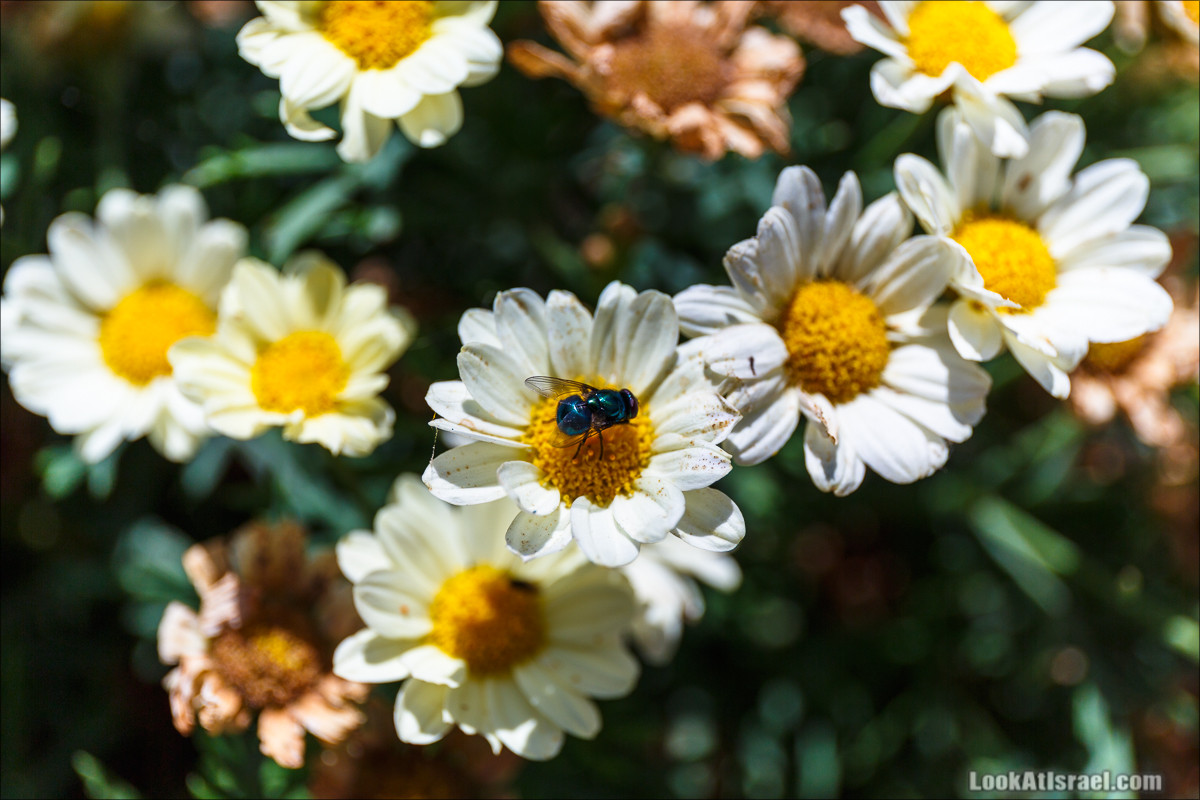 Цветы | LookAtIsrael.com - Фото путешествия по Израилю