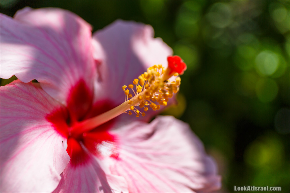 Цветы | LookAtIsrael.com - Фото путешествия по Израилю