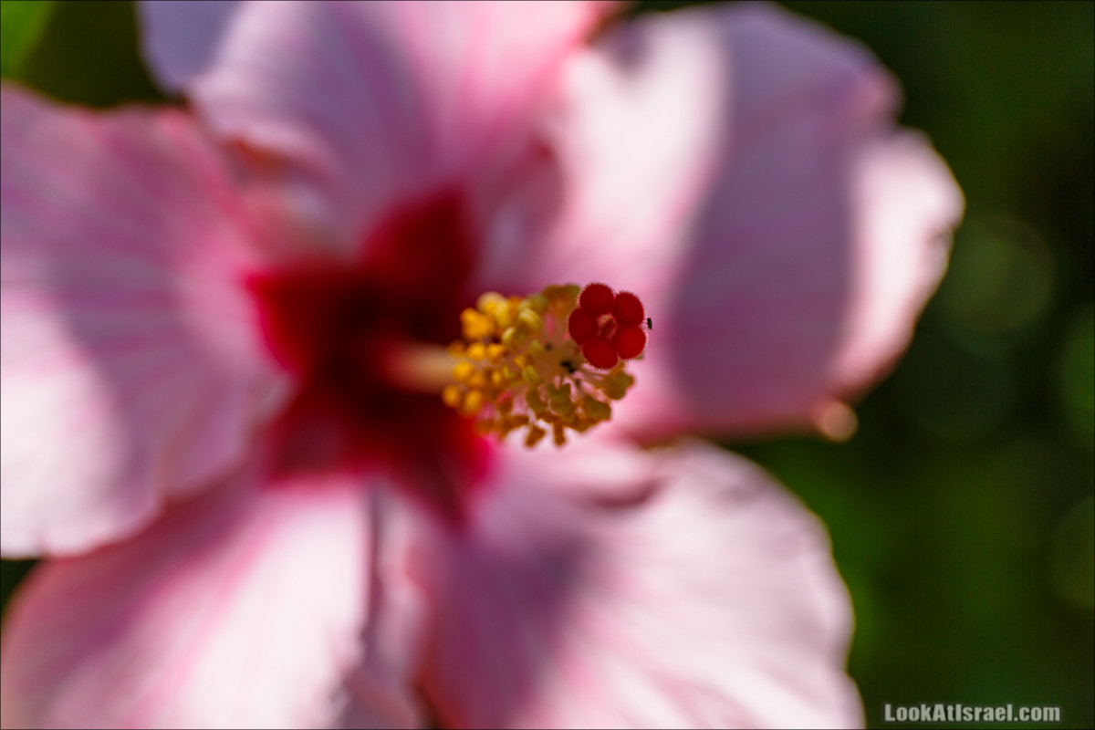 Цветы | LookAtIsrael.com - Фото путешествия по Израилю