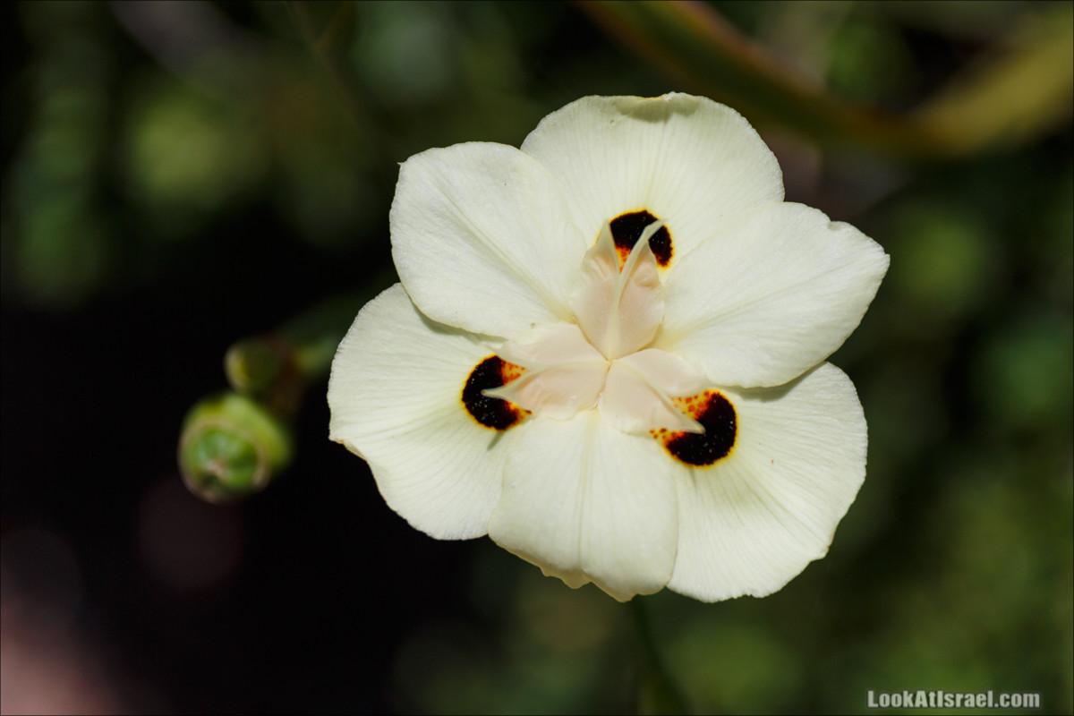 Цветы | LookAtIsrael.com - Фото путешествия по Израилю